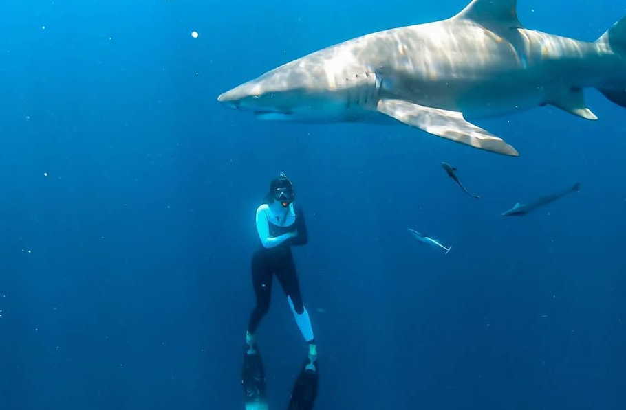 Andrea diving beneath a shark